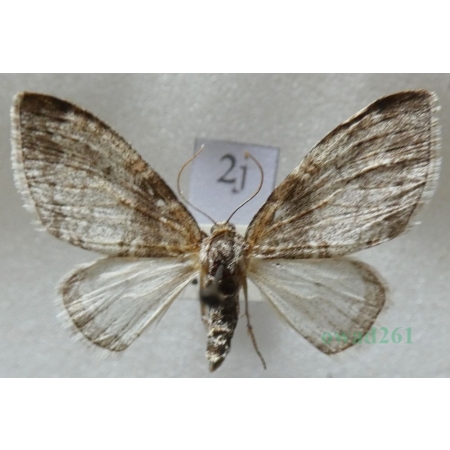 Lobophora halterata (Hufnagel, 1767) Płatynka osikówka Czech2j